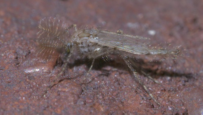 Chaoborus crystallinus