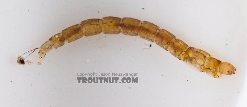 Личинки хирономид (Chironomidae