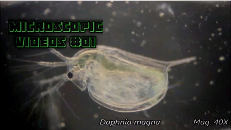 Дафния Магна микроскоп