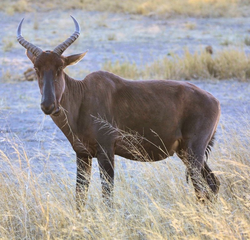 Damaliscus lunatus
