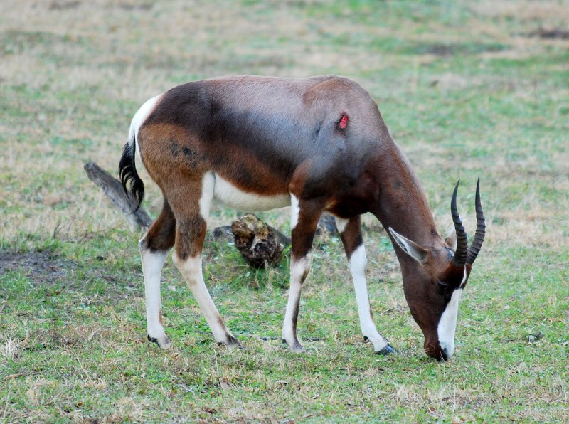 Damaliscus pygargus