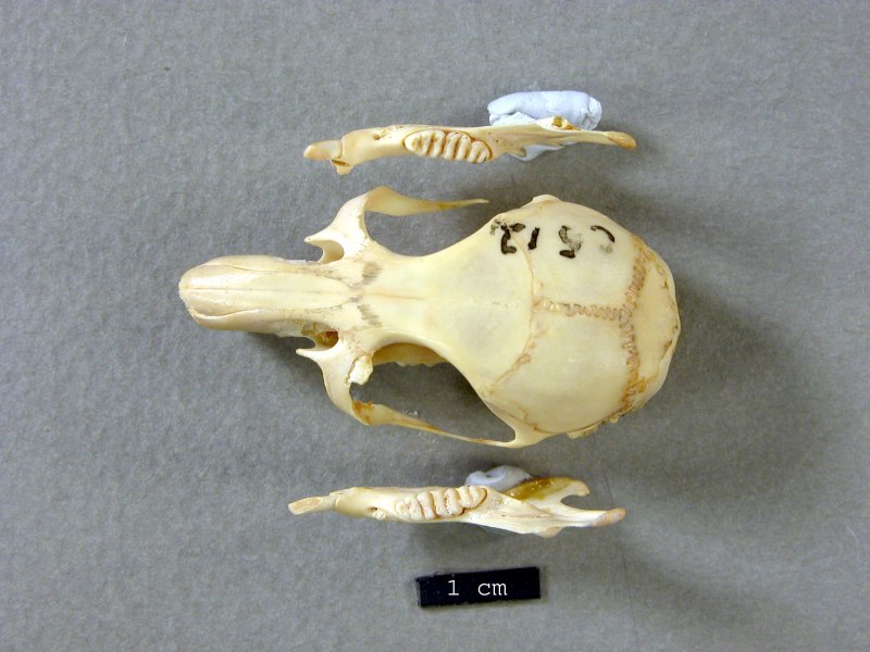 Old Mouse Skull