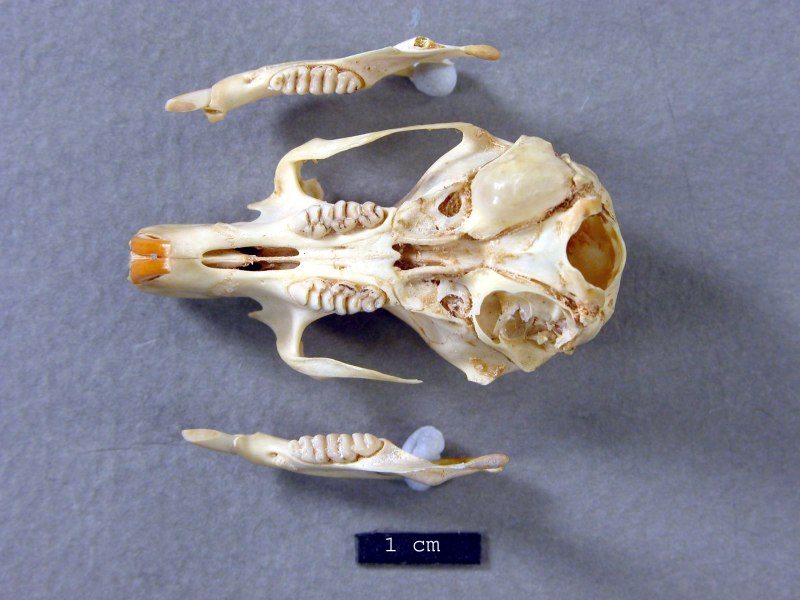 Old Mouse Skull