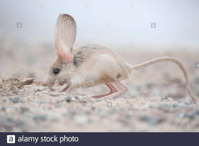 Тушканчик Степной