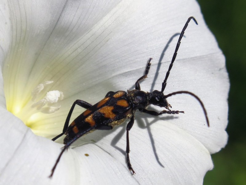 Leptura quadrifasciata