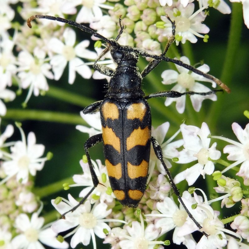 Leptura quadrifasciata