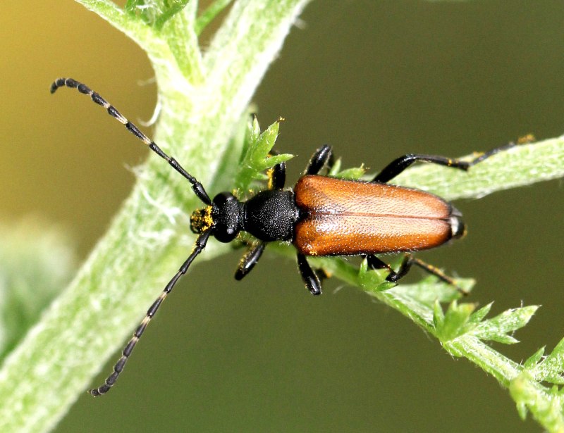 Усачик Paracorymbia maculicornis