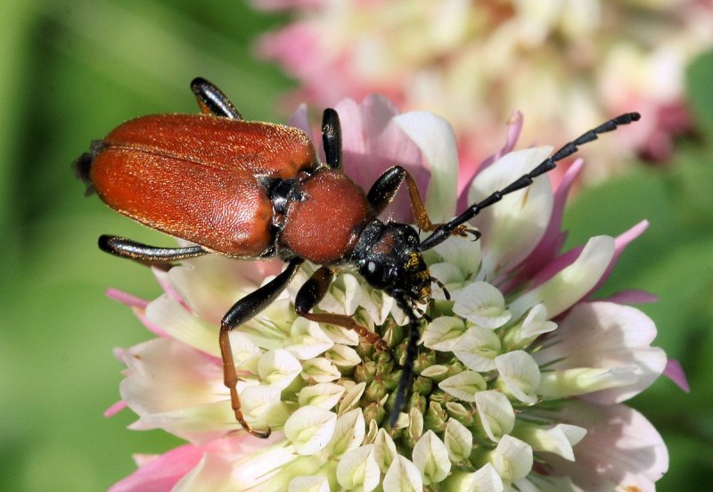 Лептура красная (Stictoleptura rubra)