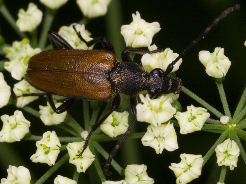 Пятнистая Лептура (Paracorymbia maculicornis