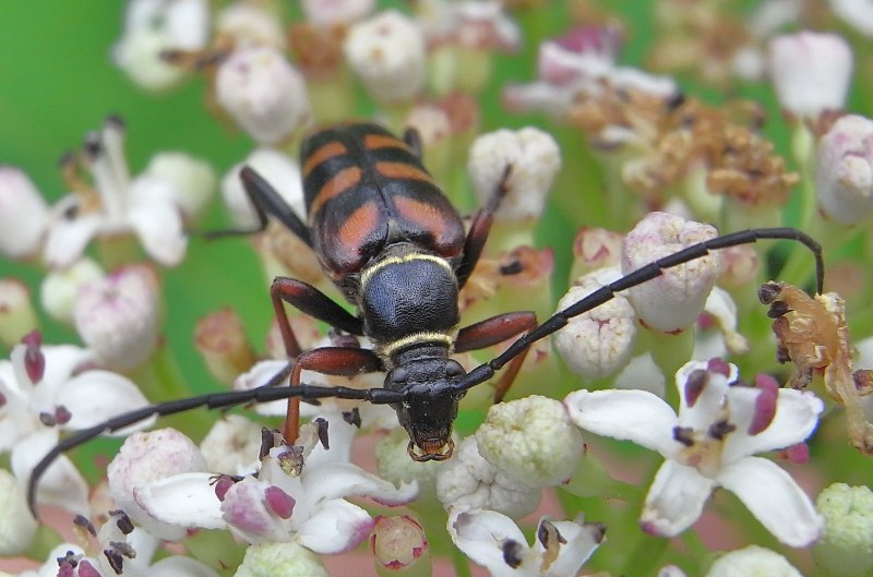 Leptura aurulenta