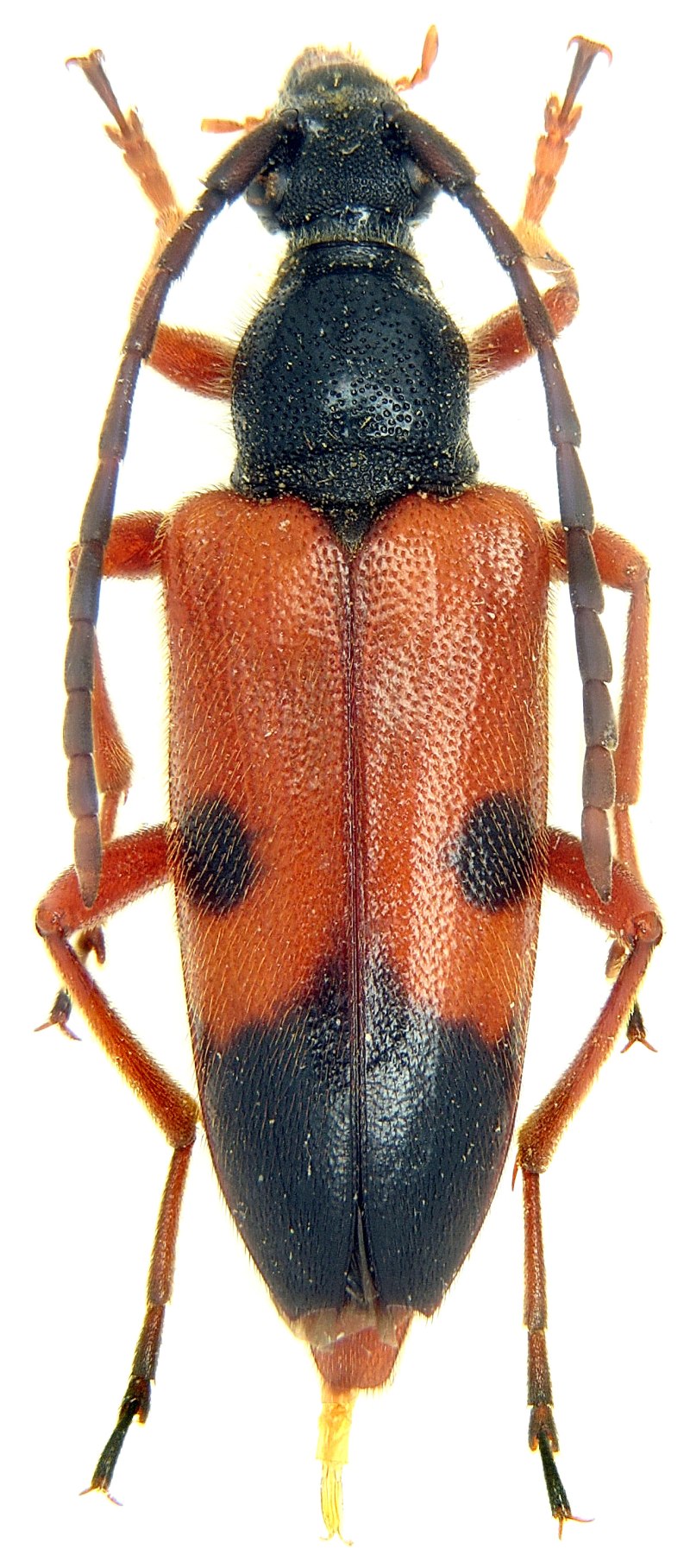 Stictoleptura cordigera anojiaensis