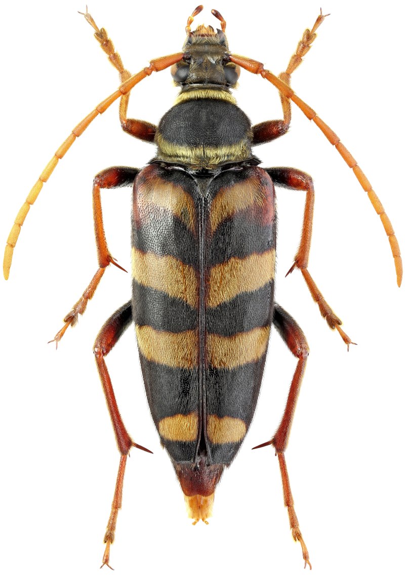 Leptura aurulenta