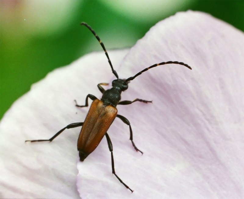 Пятнистая Лептура (Paracorymbia maculicornis