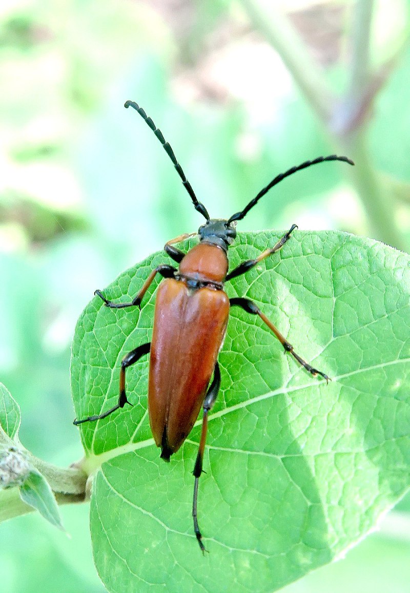 Жук-усач Stictoleptura erythroptera