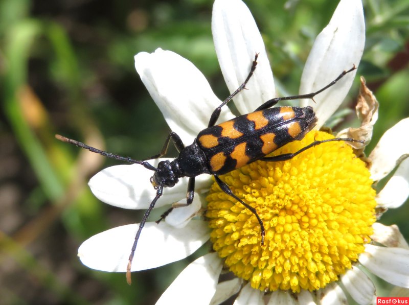 Лептура четырехполосая(Leptura quadrifasciata)