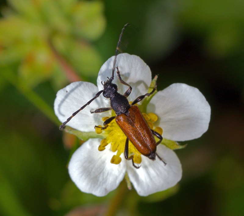 Aphytis maculicornis
