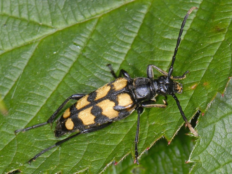 Leptura quadrifasciata