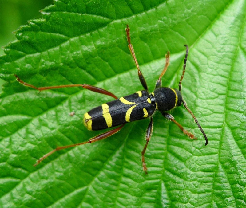 Clytus Arietis Cerambycidae