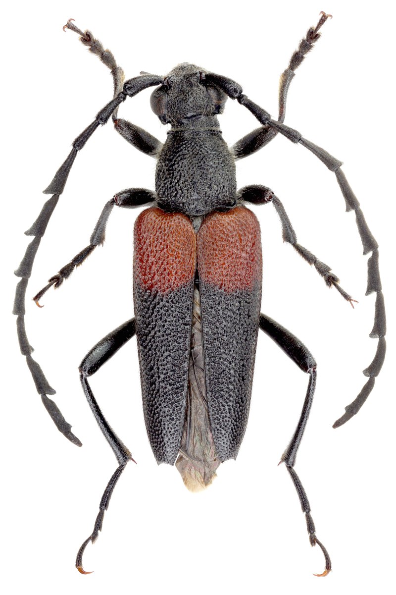 Stictoleptura canadensis