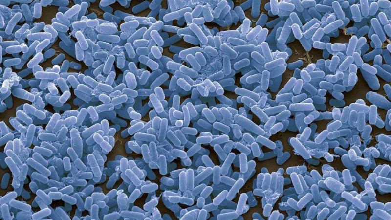 Bacillus subtilis (Сенная палочка)