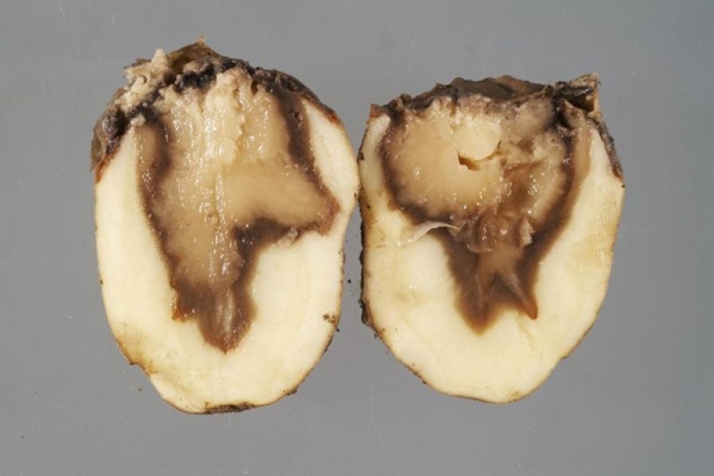 Erwinia carotovora