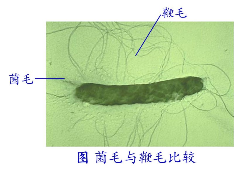 Erwinia herbicola под микроскопом