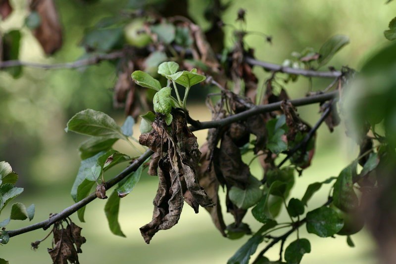 Erwinia amylovora