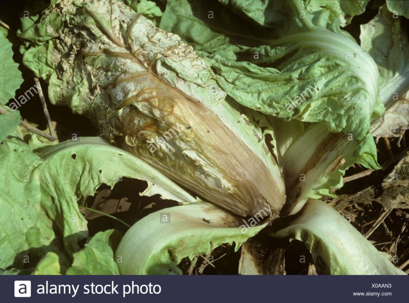 Erwinia carotovora