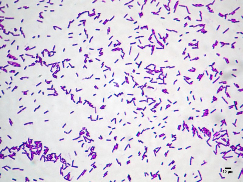 Bacillus subtilis (Сенная палочка)