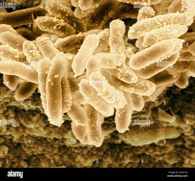 Erwinia herbicola