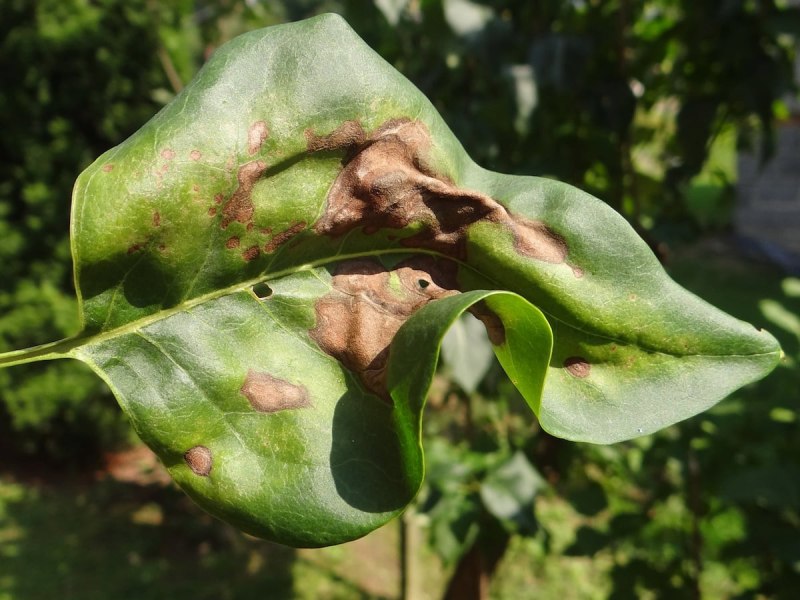 Pseudomonas syringae на сирени