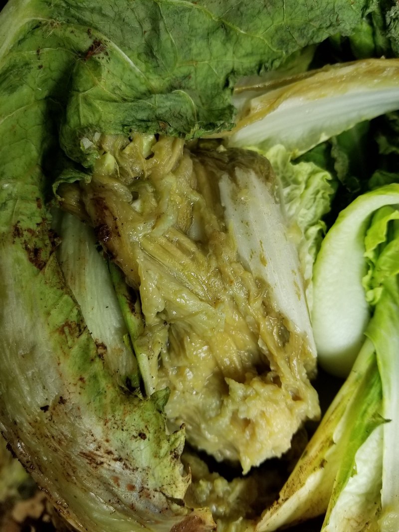 Black rot of Chinese Cabbage