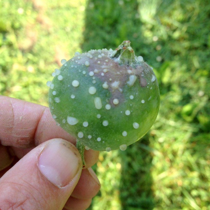 Erwinia herbicola