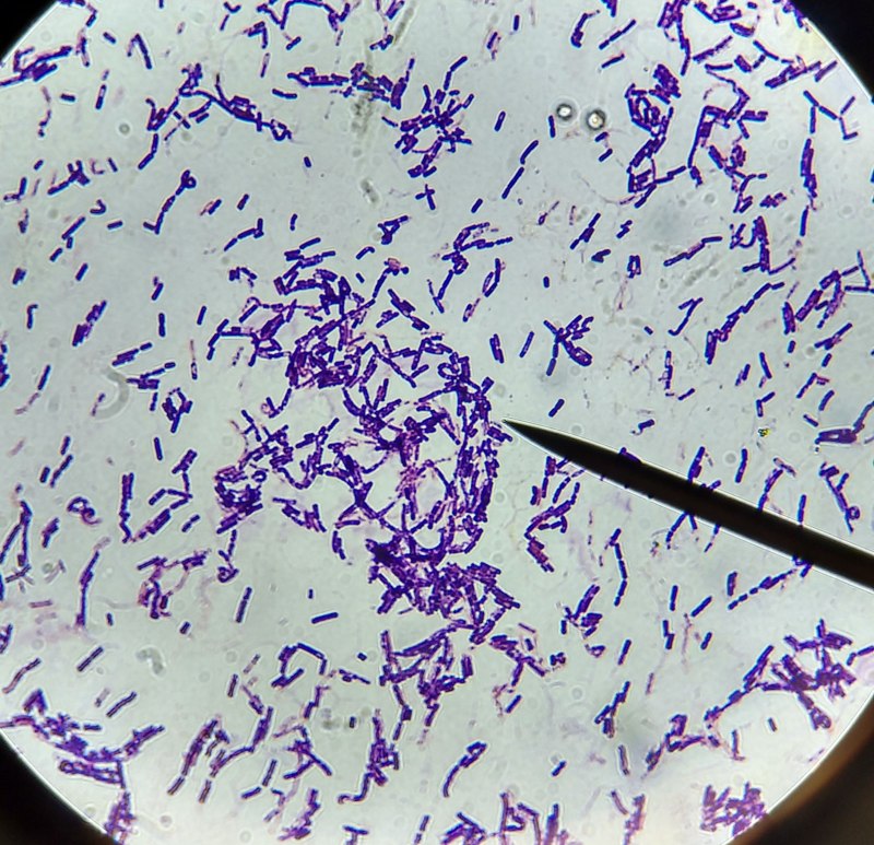 Bacillus subtilis генцианвиолет