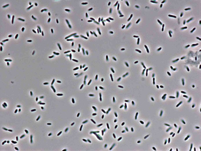 Pectobacterium carotovorum под микроскопом