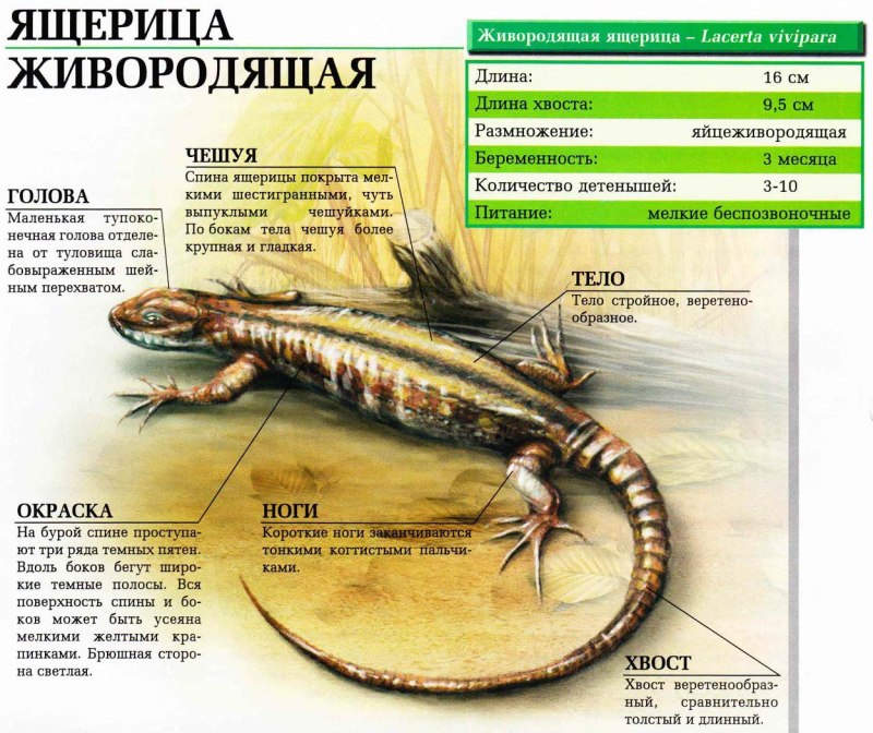 Ящерица живородящая описание