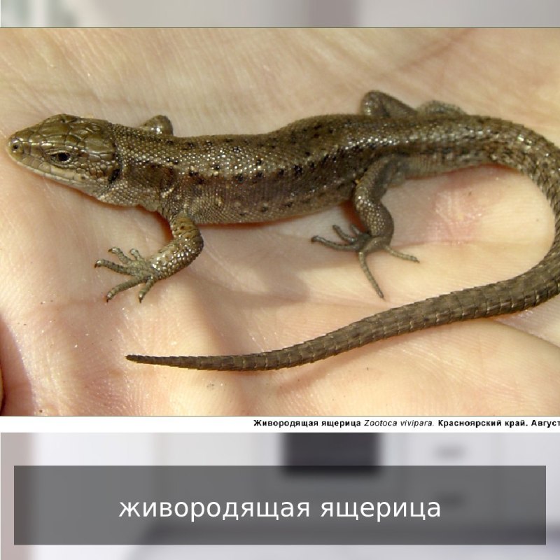 Ящерица прыткая Тритон