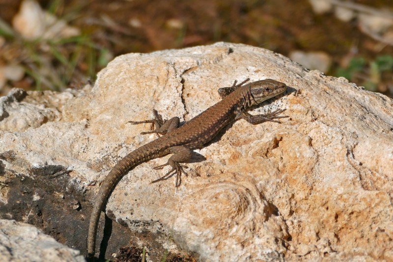 Ящерица Lacerta muralis