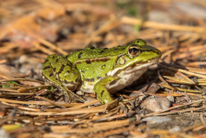 Съедобная лягушка Pelophylax esculentus