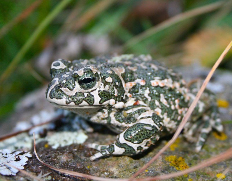 Зеленая жаба Bufo viridis Крым