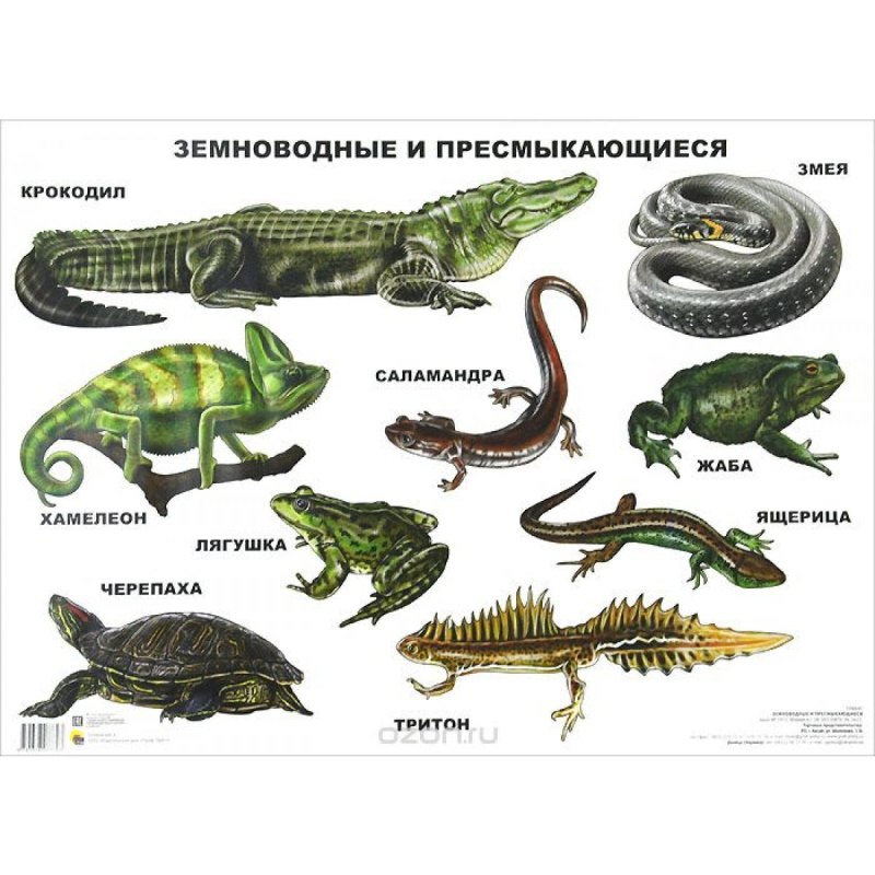 Амфибии ( земноводные) и рептилии (пресмыкающиеся).