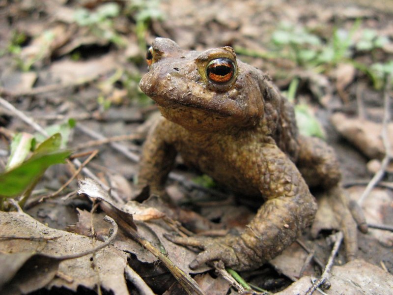 Серая жаба Bufo Bufo