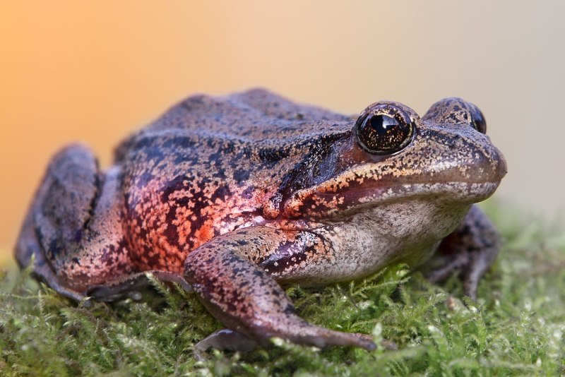 Сибирская лягушка Rana amurensis Boulenger
