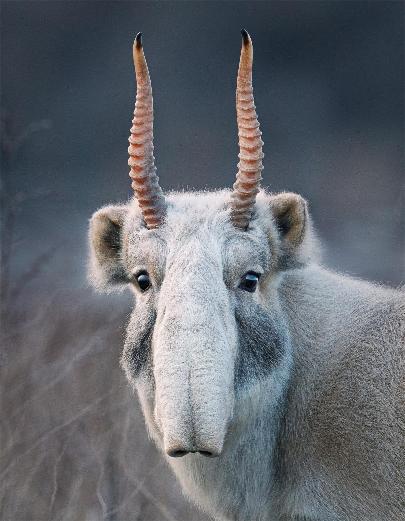 Сайгак Saiga tatarica