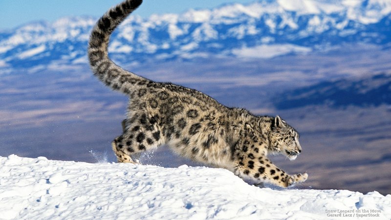 - Снежный Барс (Panthera uncia