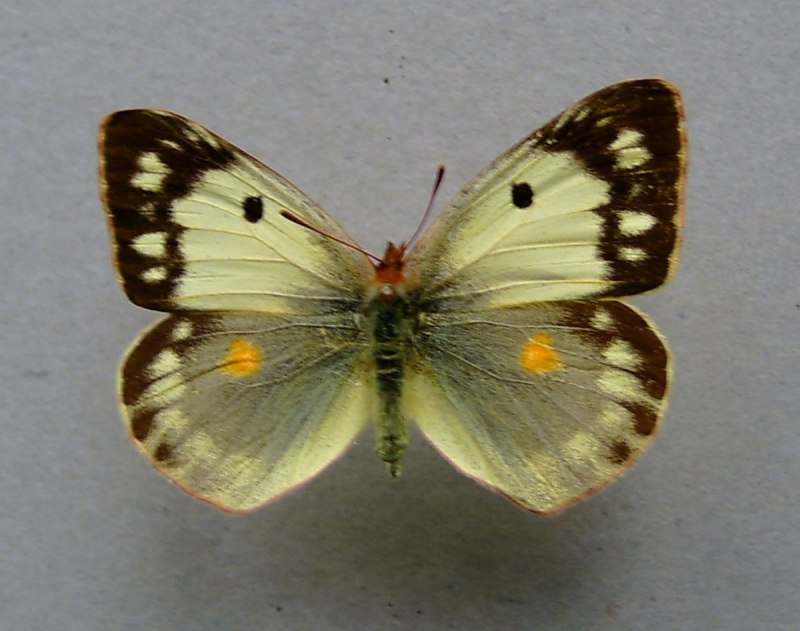 COLIAS croceus
