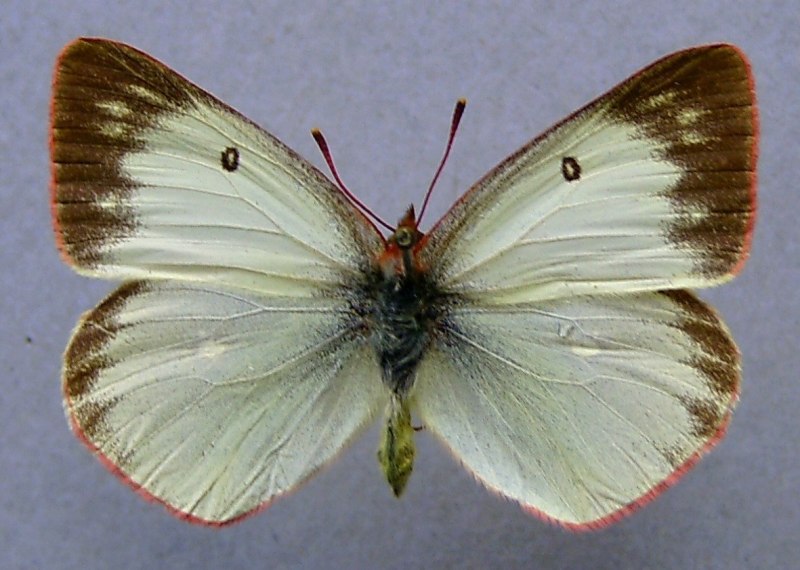 Желтушка торфяниковая (COLIAS palaeno)