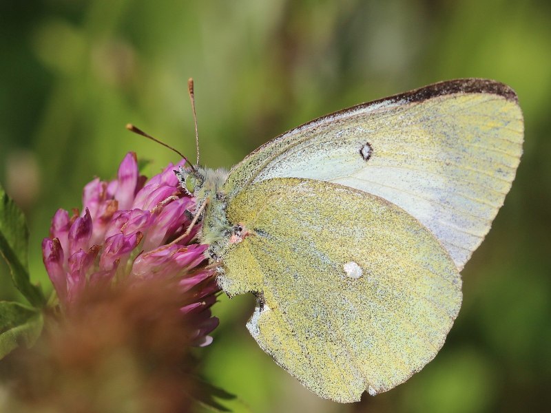 COLIAS dubia