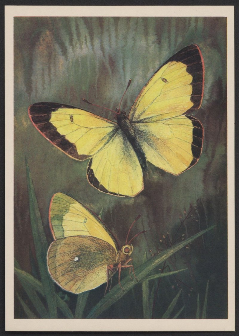 Желтушка торфяниковая (COLIAS palaeno)