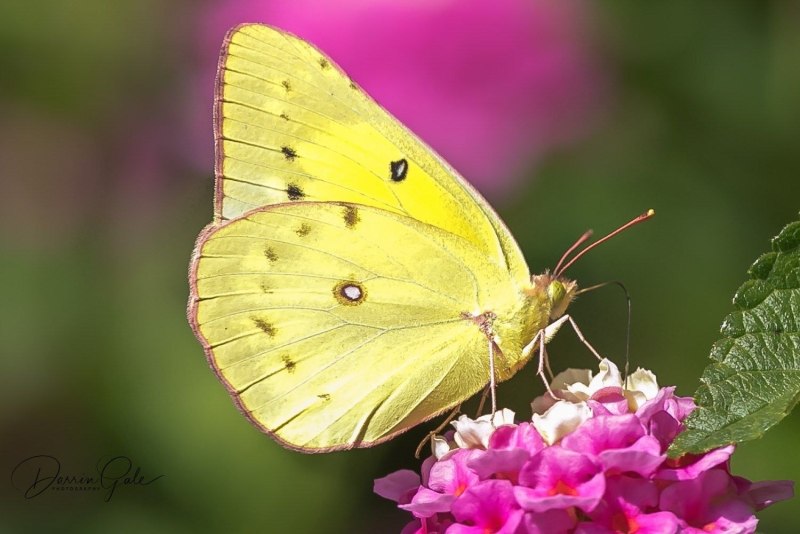 Желтушка Луговая COLIAS hyale